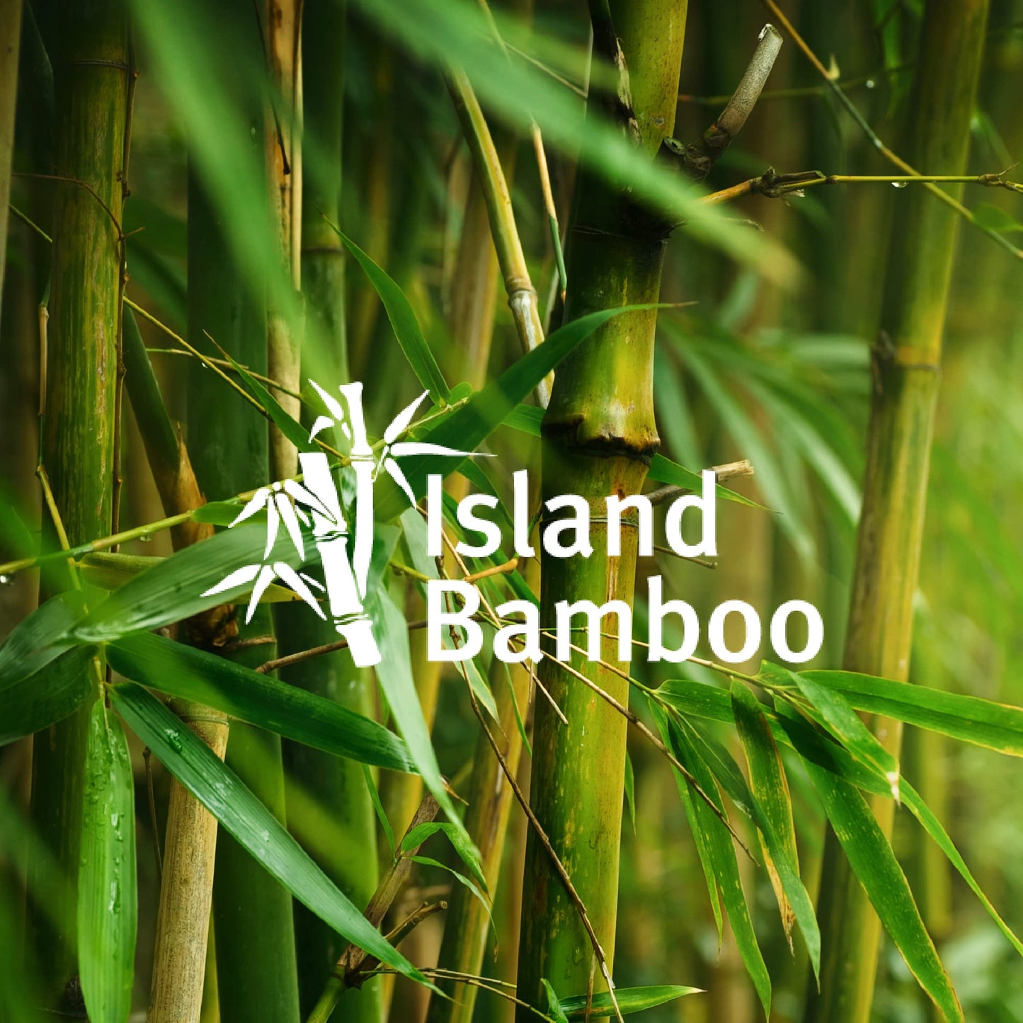 Island Bamboo 12 Inch Pakkawood Spoon - Island Bamboo Pakkawood Utensils, Colorful Wooden Spoons, Utensils for Cooking, Mixing, & Measuring, Serve Pasta & Salad with Pakka Wood Kitchen Utensils