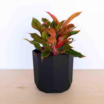 Bloem Tuxton Modern Hexagon Small Planter: 10" - Black - Matte Finish, Durable Resin, Modern Design, Optional Drainage Holes, for Indoor and Outdoor Use, Gardening, 2.7 Gallon Capacity - CookCave